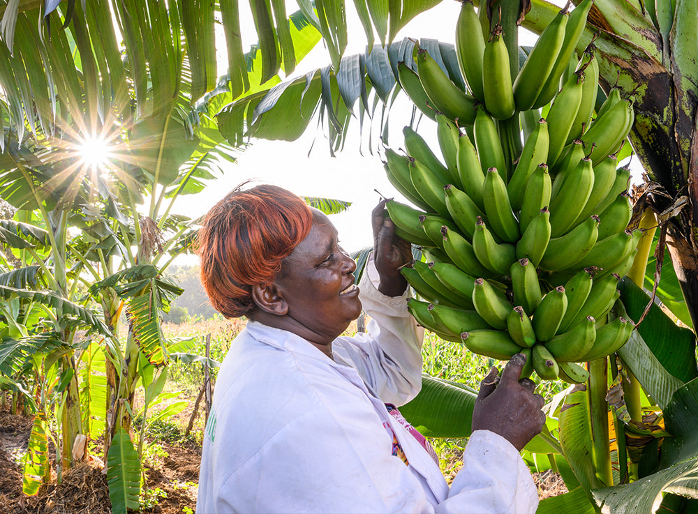 Illuminée par le soleil, une femme attrape un impressionnant régime de bananes poussant sur un arbre.